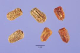   Seeds:   Diodia teres ; Photo by S. Hurst, USDA-NRCS Plants Database
